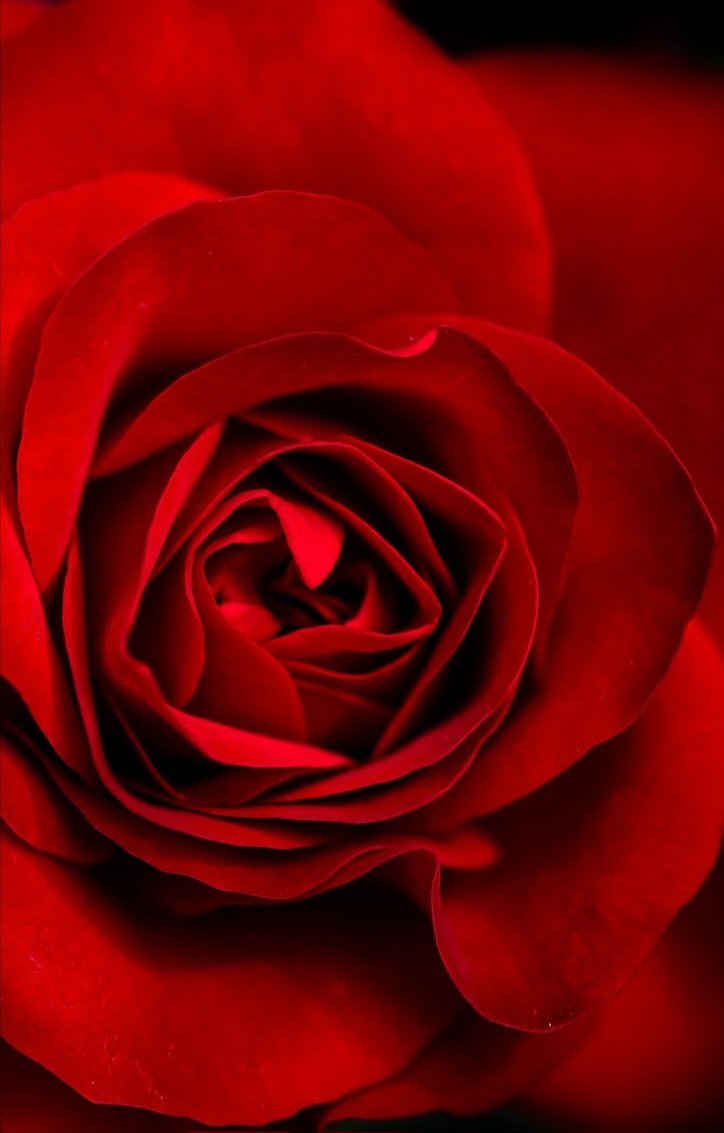 پروفایل مریم سلمانیها