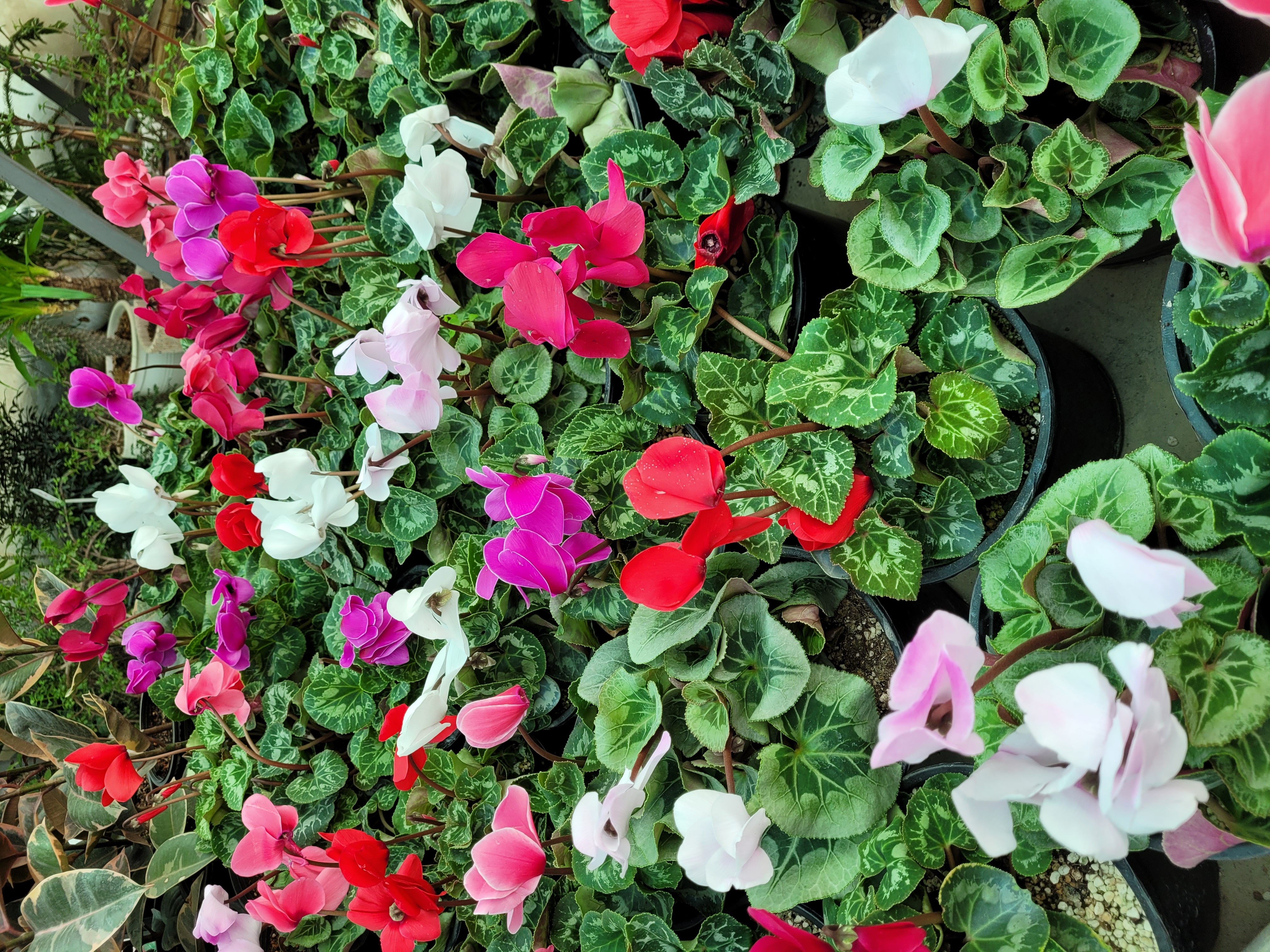 پروفایل ناصره شاکری